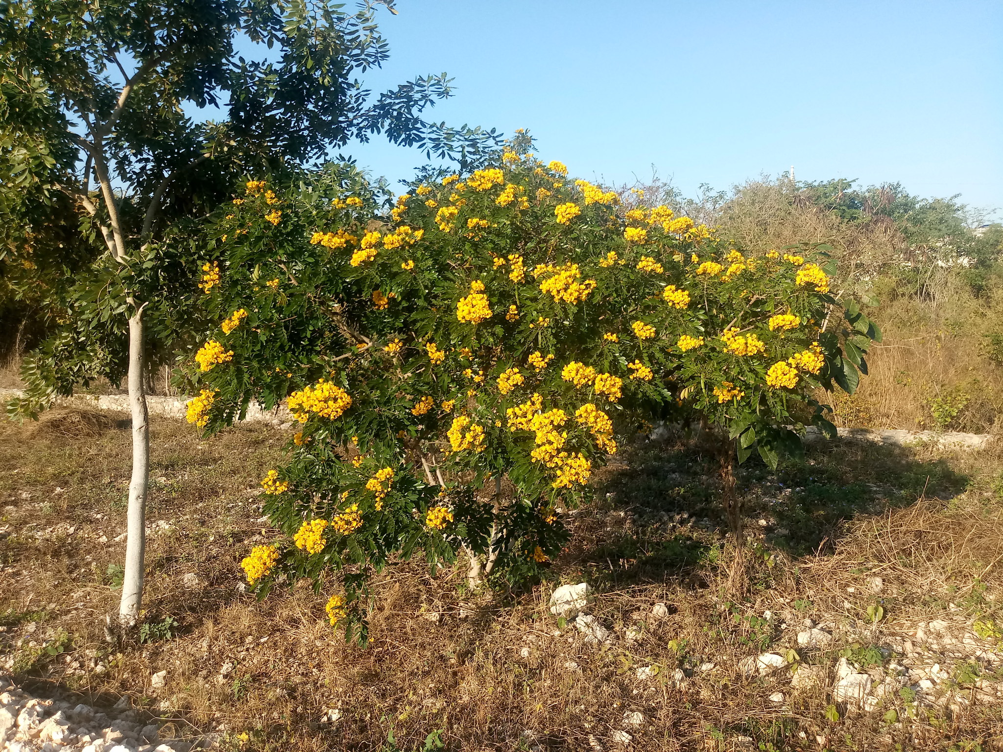 Senna racemosa 